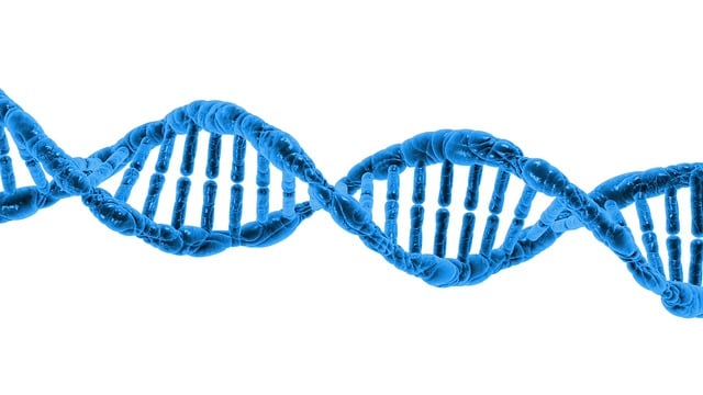 Invecchiamento biologico, come risponde il nostro corpo? 1 Invecchiamento biologico e DNA