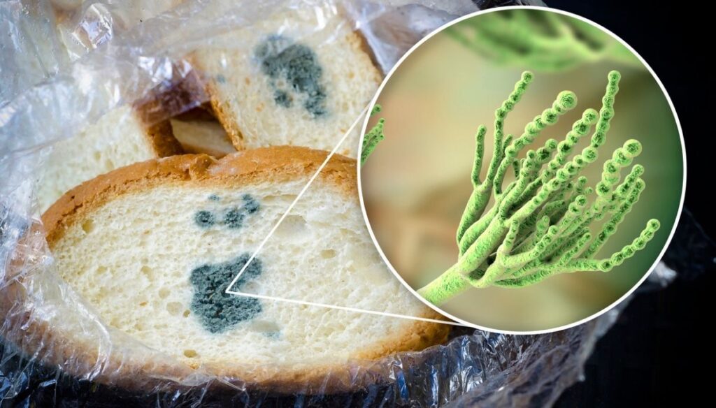 Cosa succede se mangio la muffa? Rischi e rivelazioni scientifiche 2025 2 pane con muffa verde pericolosa per la salute