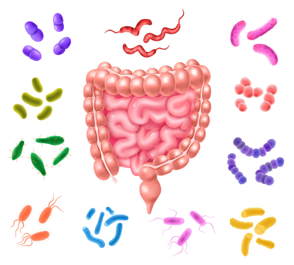 Microbiota intestinale e salute: cos’è davvero quella “flora” di cui parlava tua nonna? 1 llustrazione del microbiota e microbioma intestinale: disegno dell’intestino crasso e tenue con rappresentazioni stilizzate di diverse popolazioni batteriche associate alla salute intestinale.