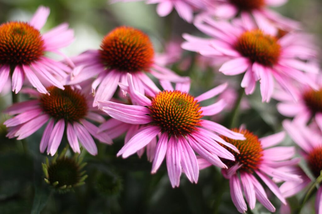 echinaceaintegratoriperlinverno 1