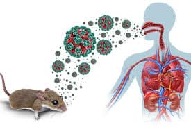 Hantavirus: perché non è l'inizio di una nuova pandemia 2026 2 Hantavirus come si trasmette e perchè non è una pandemia